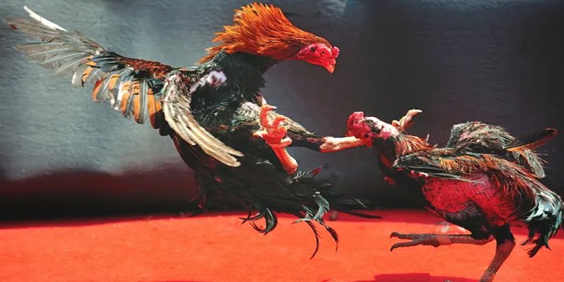 88 credit c1 gà chọi