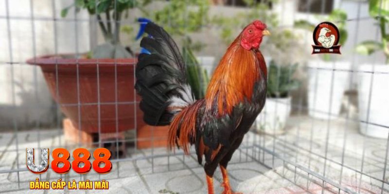 88 credit game máy bay nổ hũ