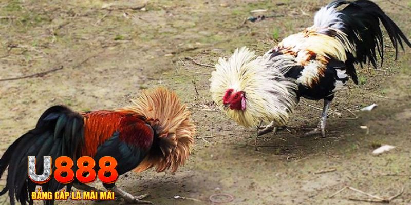 88 credit game nổ hũ là gì